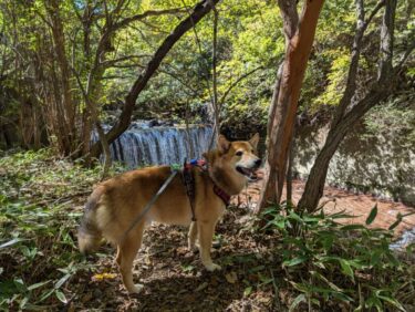 犬と一緒に熊本旅行。紅葉百選　九酔渓、自然路が魅力の飯田高原へ。